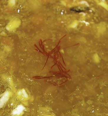 Take out the tea leaves and add the soaked agar-agar. Towards the end, pour the saffron into the jelly.