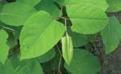 Knotweed spreads vegetatively by rhizomes and also sprouts from fragments of root and stem material, which are dispersed by water, equipment or in fill.