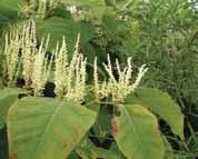 Knotweed forms dense monocultures, with a thick layer of accumulated leaf and fibrous stem litter.
