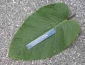 Its leaves range from 5 to 30 cm (6-12 in) in length, while those of Japanese knotweed are usually 15 cm (6 in) long or less. They taper towards their tips, rather than being abruptly pointed.