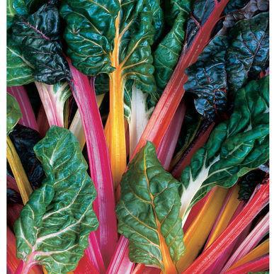 Swish Chard Bright Lights The gold standard for multicolored Swiss chard.