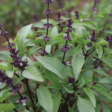 Sweet Thai Try it as a flavorful garnish for sweet dishes. Green, 2" long leaves have a spicy, anise-clove flavor. Attractive purple stems and blooms.