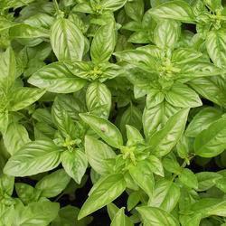 Italian Pesto Purple Petra A mild, sweet taste that is perfect for those who love basil s flavor.