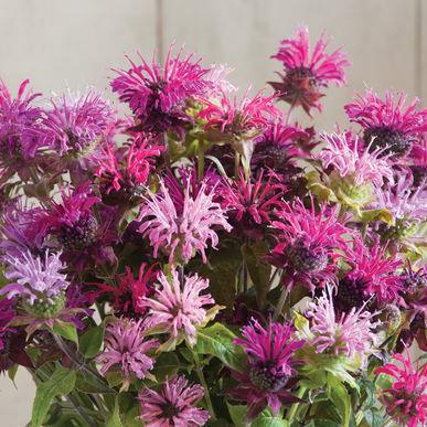 Bee Balm Panorama Semi-double blooms in shades of lavender, salmon, magenta, and pale to bright pinks are useful as cut and edible flowers.