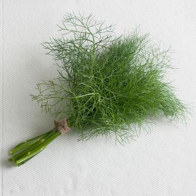 Fennel (leaf) Grosfruchtiger Vigorous leaf production and sweet flavor. Non-bulbing type.