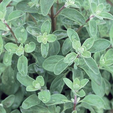 Tender Marjoram Tender Edible Flowers: Use the flowers, which have a mild and marjoram-like flavor, as you would