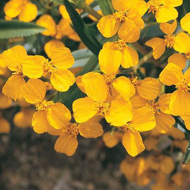Mexican Mint Marigold Aromatic leaves are a substitute for French Tarragon.