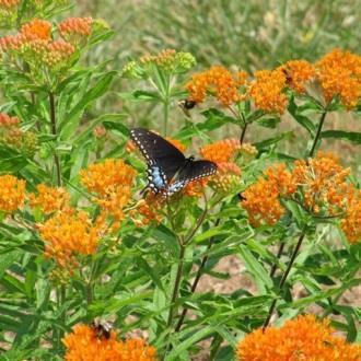 Milkweed Asclepias Edible Flowers: Use the flowers to garnish desserts and drinks with the same sweet licorice