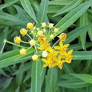 Milkweed (silky gold) Asclepias Monarch host plant. curassavica All yellow variant of Tropical Milkweed.