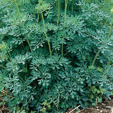 Popular for potted plant sales and with chefs. Rue Lacy blue-green ornamental.