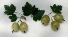 A well-proven white currant with very good disease resistance. JONKHEER van TETS - early season A popular early redcurrant, which is as easy to grow as a bush or a cordon.