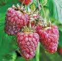 Full sun or partial shade. USDA Zones 5-9. 4 pots. E443: $5.00, 6+: $4.50 Strawberry Supplies ALL SEASON STRAWBERRY PLANTER Grow lots of the best tasting strawberries in a small space.