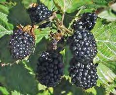 Support Needed to Eat Them All TRIPLE CROWN THORNLESS This cultivar can produce 30 lbs. of large, very sweet, shiny blackberries per plant, making it, with Chester, by far the most productive.