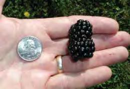 Vigorous canes, up to 2 in diameter and 15 long, thrive in areas of the country too cold for other blackberries and produce huge crops in July and early August. Grow it as a vining blackberry.