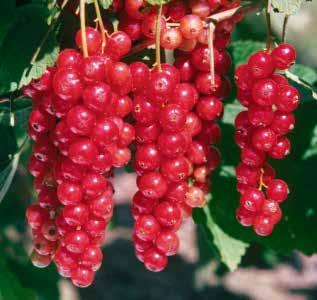 Currants (Ribes species) Although not well known to American gardeners, the pleasant, sweet-tart taste of currants has been cherished for many years in Europe, often used for jam, strudel and syrup.