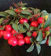 fruit taste like wintergreen lifesavers. They are a native of the eastern United States and hardy to USDA Zones 3-9. This plant is a creeper and will spread outward 12 inches or more.