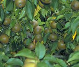 EGREMONT RUSSET NEW! The deep green disease resistant foliage makes an enchanting sight in English gardens speckled with thousands of round golden brown orbs.