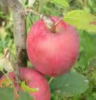 A pretty red blush covers the yellow, medium-large, conical fruit. Sansa has resistance to both fireblight and scab and also keeps well for an early apple. EMLA 26 dwarf. A635D: $26.