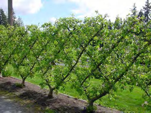 Espaliers Espalier refers to special practices for training trees onto trellises.