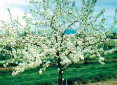 Commercial orchardists often use crabapple trees for pollinizers because of their compact size and profuse blossoming. Researchers have found that white flowered varieties are most attractive to bees.