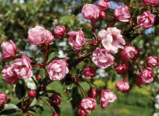 In the fall it is loaded with tart small fruit great for making jelly, pickled fruit or blending in cider. It is a great mid season pollinizer. A725S (MM106 semi-dwarf): $26.