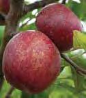 Cider Apples The cider apple and perry pear varieties we offer are prized for making hard, alcoholic cider.