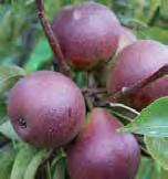 This European pear is partially self fertile and fireblight resistant. B230: $26.50 GEM Gem has proven itself in extensive testing around the nation and is newly released by the USDA and bred by Dr.