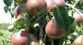 It ripens mid to late season and is a good keeper. It can be eaten from the tree while it is crisp and sweet or stored and allowed to soften. Limit one. B119: $28.