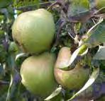 Trees are very hardy, of moderate vigor and very productive. The fruit matures in early October and develops its best quality if stored about a month.