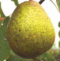 Asian Pears (Pyrus serotina) Asian pears are very sweet and so juicy that the juice will run down your chin when you crunch into one.