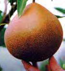 50 Cultivars With Russeted Fruit YOINASHI This round brown skinned fruit is crisp and juicy with an outstanding butterscotch flavor.