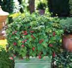 All plants are in one quart pots. RASPBERRY SHORTCAKE For those of you with limited space, this dwarf raspberry plant is ideal for container growing.