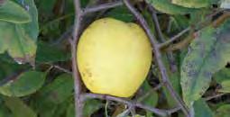 VAN DEMAN Very large, oblong fruit with bright yellow skin. Its spicy flavor is great for cooking and jelly. A heavy bearing Burbank selection which does well in cool summers. D090: $26.