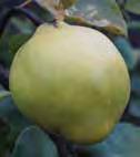 A Luther Burbank selection. D086: $26.50 ORANGE NEW! Enjoy large, round fruit with bright yellow skin and orange tinted tender and flavorful flesh that turns red when its cooked.