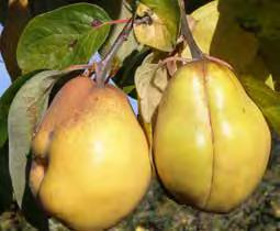 The medium size tart fruit ripens early for a quince, in late September and keeps until December. Resistant to Quince Leaf Spot. D057: $28.