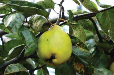 It has regularly produced large crops of juicy, yellow, pear-shaped fruit with creamy, yellow flesh at Raintree. It ripens in September. D088: $28.50 KRYMSKAYA NEW!
