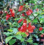 x superba) An arching 4 tall shrub with bowl shaped scarlet red, flowers appearing in April to May. The roundish yellow fruit is especially prolific and especially rich in vitamin C. One quart pot.