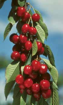 Cherries Fresh cherries are so expensive to buy. Yet, with our new, early-bearing dwarf Gisela 3 and Gisela 5 rootstocks, they are easy to grow and pick!