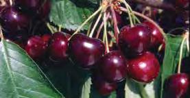 We offer dwarf cherry trees of many varieties that thrive in our maritime climate and in most of the nation.