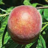 50 SALISH SUMMER TM Previously known as Q1-8, this semi-freestone, white-fleshed p has a wonderful sweet flavor that is great for fresh eating.
