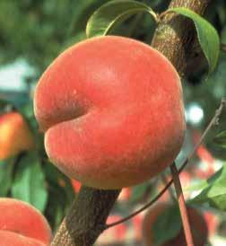 When fully ripe in mid to late season, the sweet, distinctive flavor is excellent both eaten fresh and in preserves and chutneys. Plant another p or nectarine as a pollinizer. C524 (Lovell): $28.
