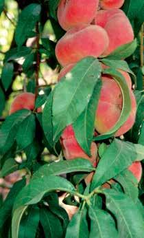 50 RASPBERRY RED NECTARINE TM Developed by the California Rare Fruit Growers Hybridizer Group. A rare nectarine with rich red flesh reminiscent of the old Indian Red pes.