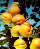Apricots (Prunus armeniaca) We offer a collection of unusual Apricots and Apricot crosses from around the world!