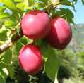 It ripens early in the season and is self fertile. USDA Zones 6-9. On Marianna 2624 rootstock. C383: $28.50 Plum Crosses We offer many new fabulous plum crosses.