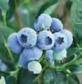 firm fruit. More tests are needed. However its heavy pink spring blooms yield great crops of medium sized light blue colored berries on an upright 5 tall bush also making it a great hedge plant.