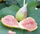 climate. It turns out that the figs we can count on, produce a reliable over wintering breba crop that ripens in August, since we cannot count on the main crop that ripens in the fall to mature.