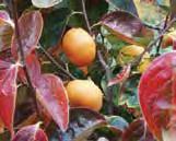It ripens in climates with summers too cool to consistently ripen Jiro or Fuyu. The fruit is large and roundish. The tree is vigorous and easy to grow.