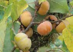 MEADER The only available American that is reliably self-fertile. From fruit breeder Elwyn Meader of New Hampshire.