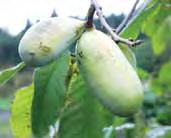 Paw Paws (Asimina triloba) The paw paw is the largest edible fruit native to America.