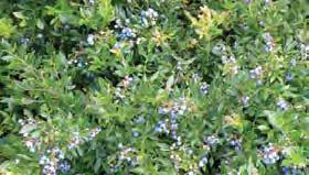 The dark blue berries are highly flavored and the 4-5 tall bush spreads to 4. It performs well in many soil types including wet soils.